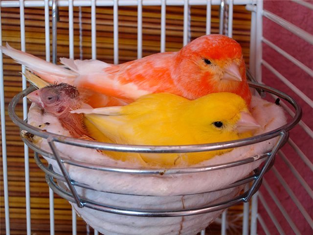 Содержание канареек и уход за ними в Киришах