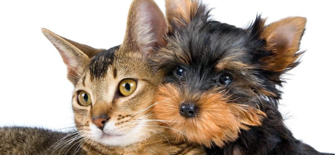 Доска объявлений о животных | ЗооТом - продажа, вязка и услуги для животных в Киришах