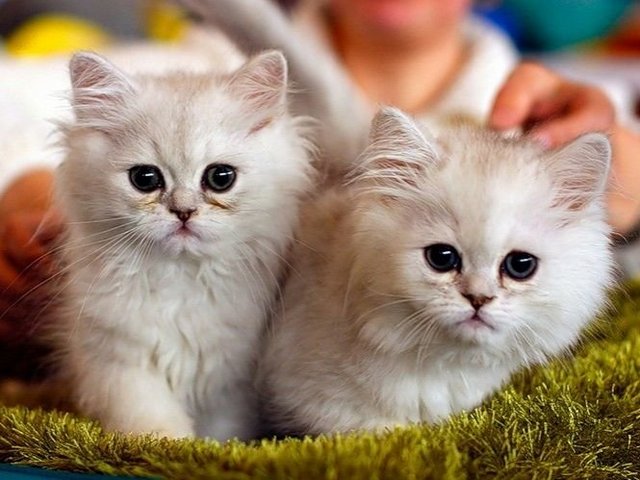 Породы кошек в Киришах | ЗооТом портал о животных