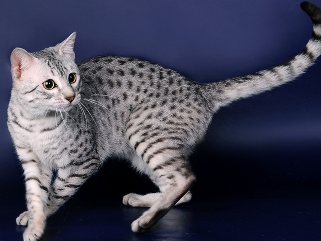 Породы кошек в Киришах | ЗооТом портал о животных