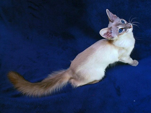 Выведенные породы кошек в Киришах | ЗооТом портал о животных