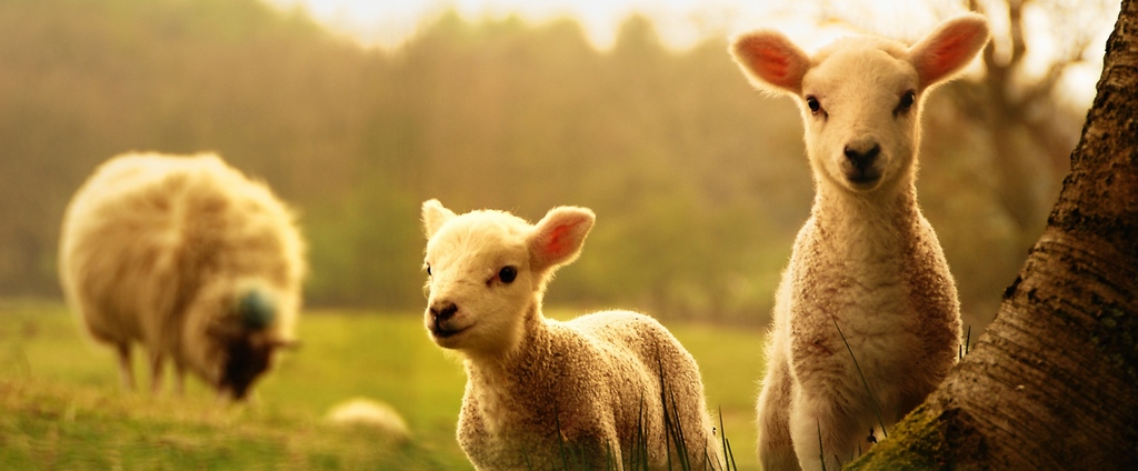 Объявления о сельскохозяйственных животных | ЗооТом - продажа, вязка и услуги для животных в Киришах