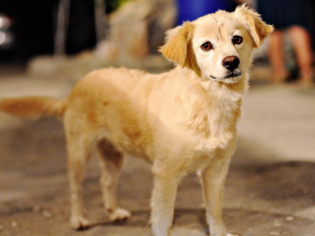 Породы собак в Киришах | ЗооТом портал о животных