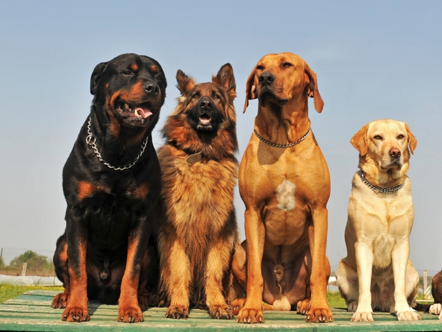 Крупные породы собак в Киришах | ЗооТом портал о животных